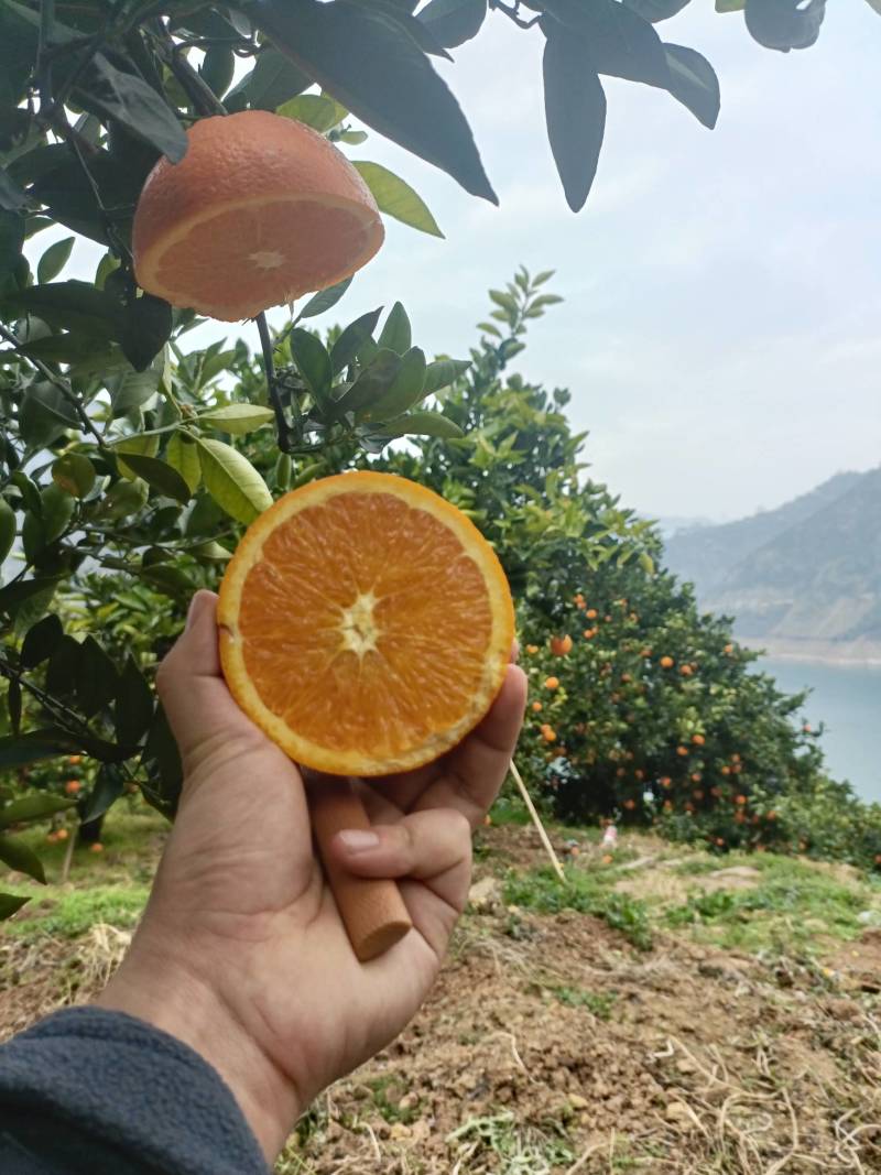 湖北脐橙精品伦晚脐橙大量上市货源充足价格优惠