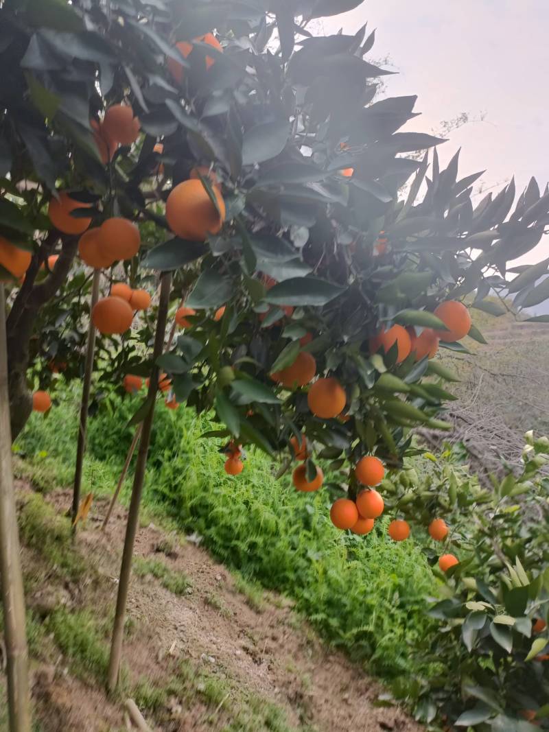 湖北脐橙精品伦晚脐橙大量上市货源充足价格优惠