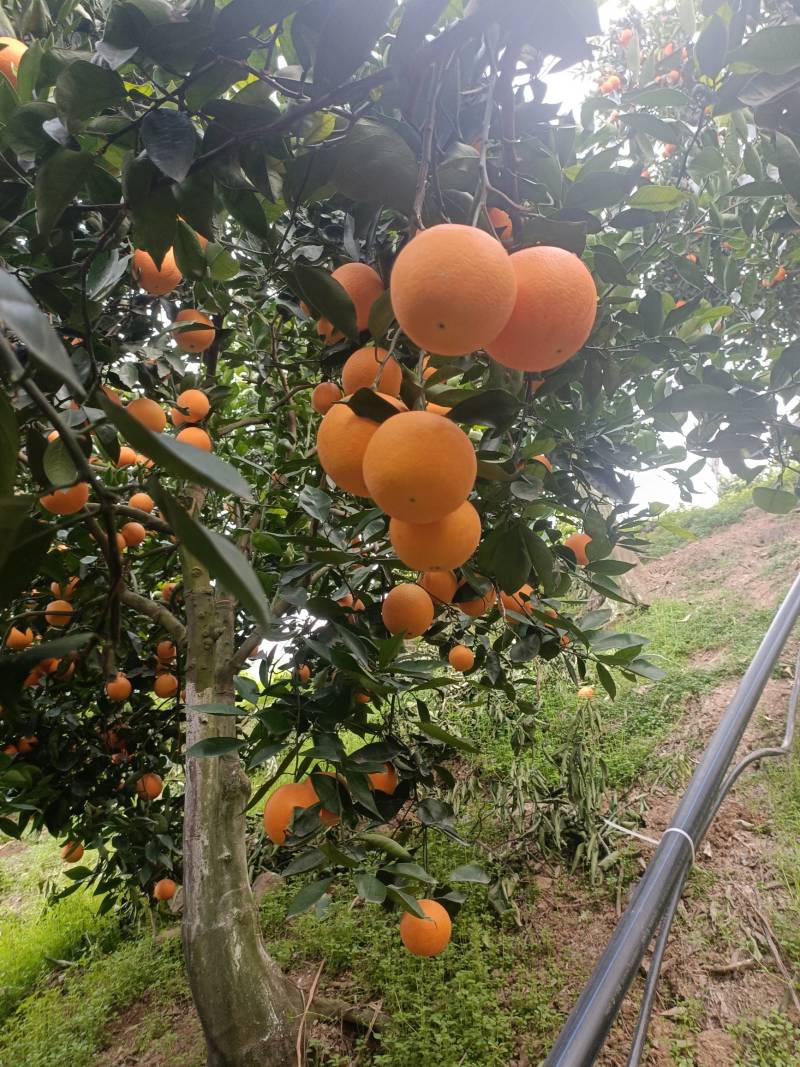 湖北脐橙精品伦晚脐橙大量上市货源充足价格优惠
