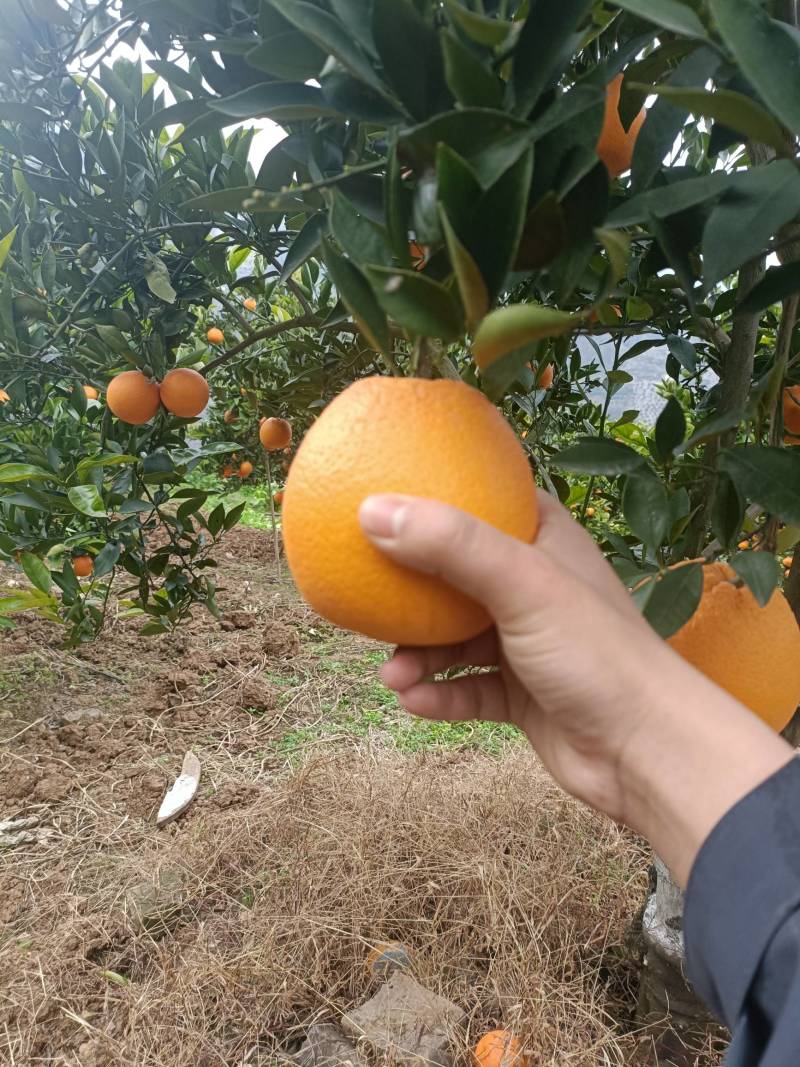 湖北脐橙精品伦晚脐橙大量上市货源充足价格优惠