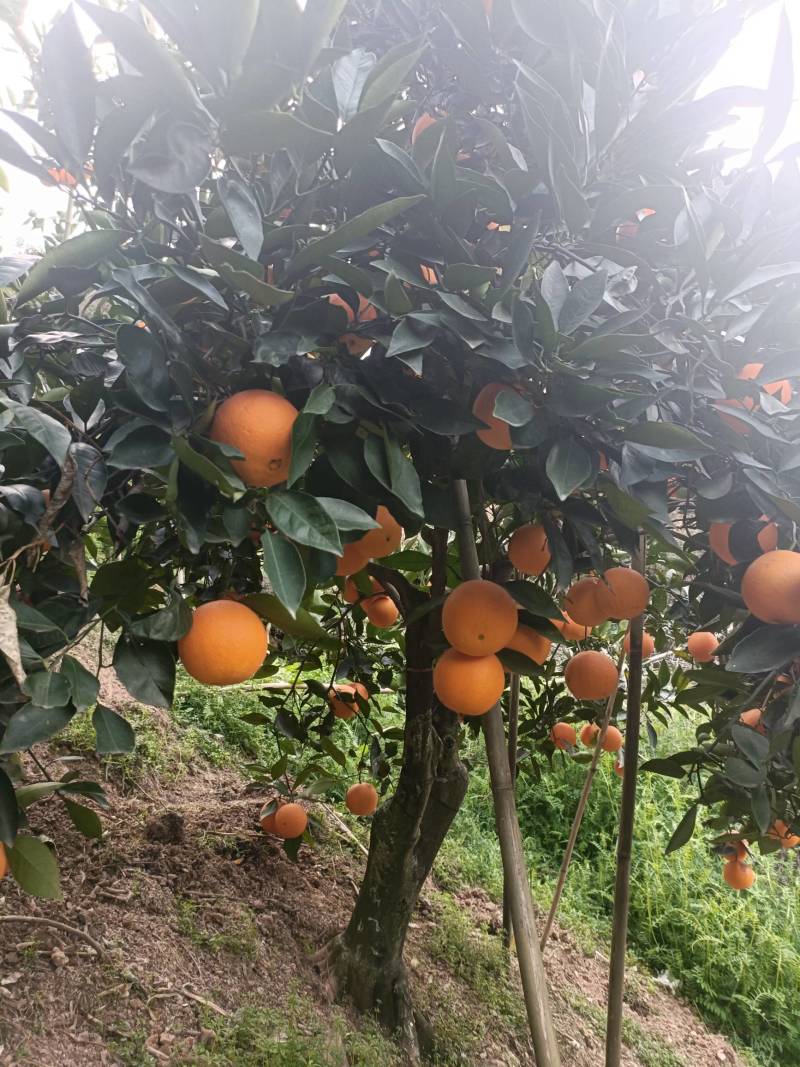 湖北脐橙精品伦晚脐橙大量上市货源充足价格优惠