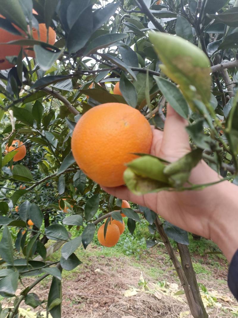 湖北脐橙精品伦晚脐橙大量上市货源充足价格优惠