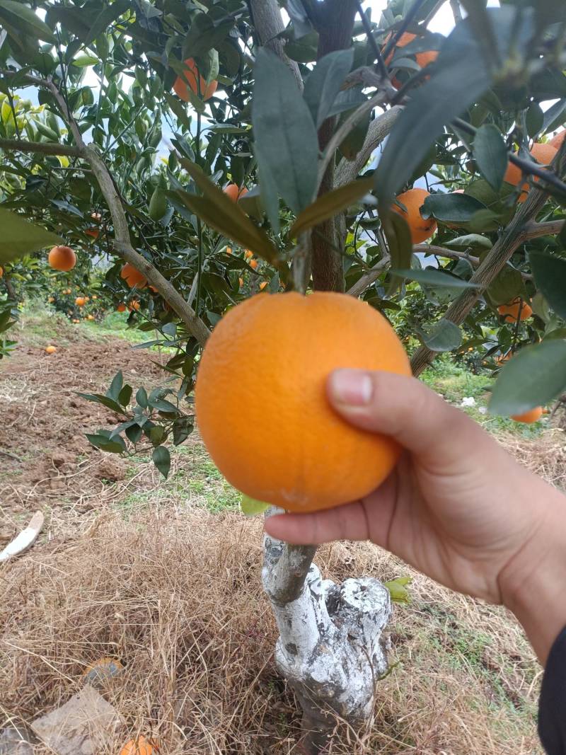 湖北脐橙精品伦晚脐橙大量上市货源充足价格优惠
