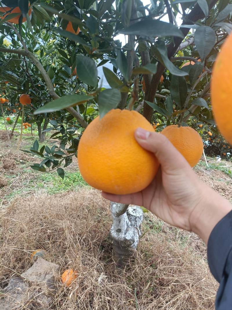 湖北脐橙精品伦晚脐橙大量上市货源充足价格优惠