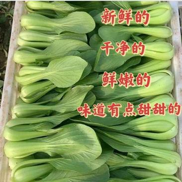 油菜小油菜上海青基地供应量大从优对接全国量大优惠