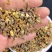 桂枝桂枝尖大量供应