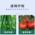 泰苗壮吲丁萘乙酸增产促进生根爆发生根植物生长调节剂