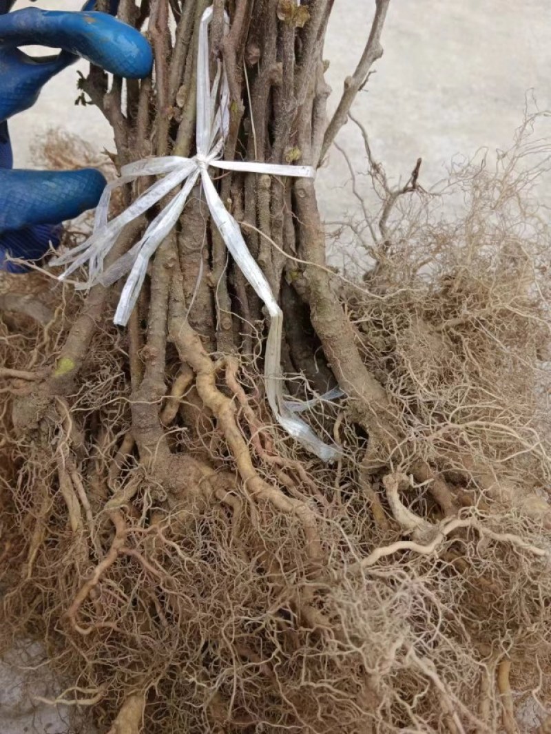 实生猕猴桃树苗，产地现挖现发，优质树苗