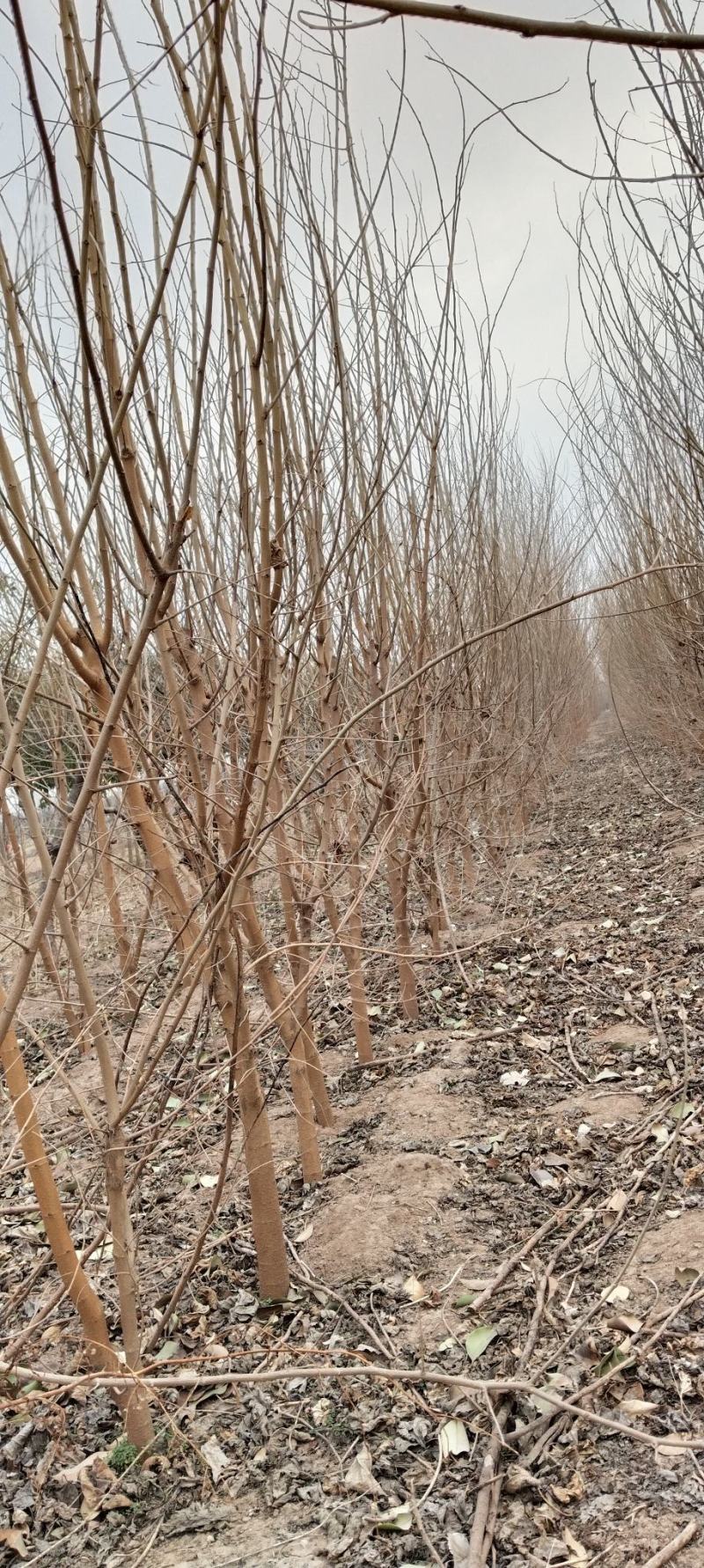 桑树，果桑