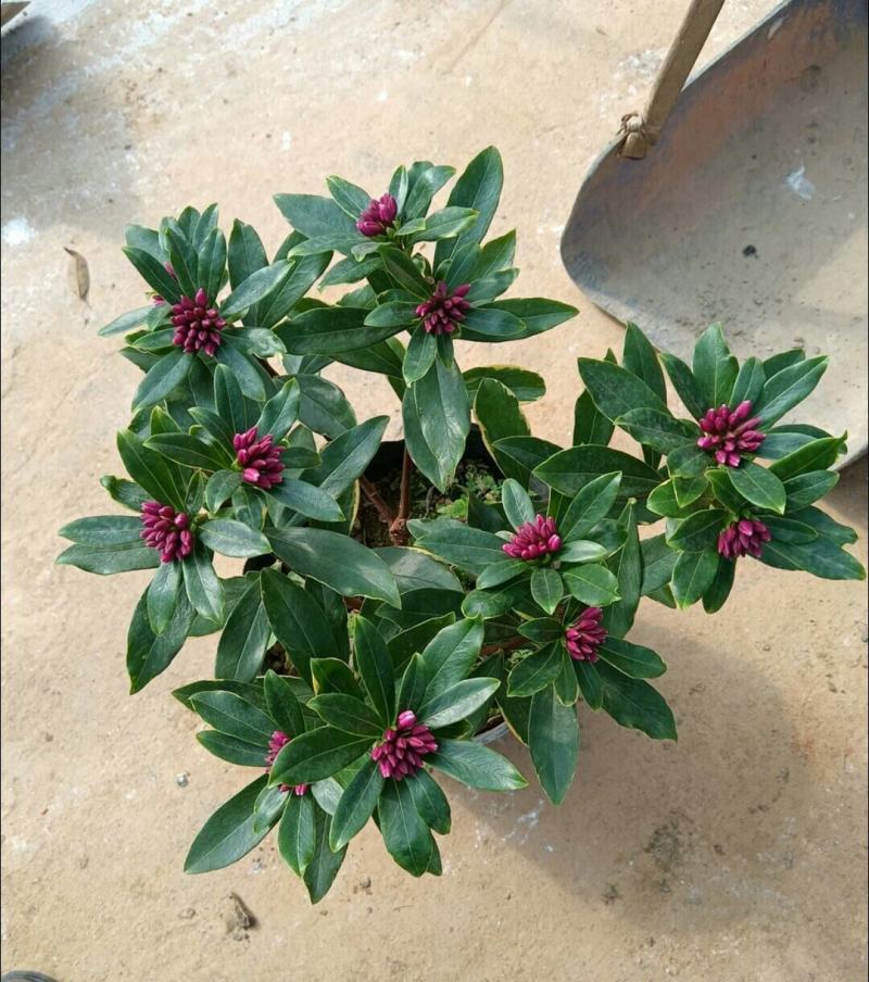 金边瑞香盆栽瑞香带花苞香味浓发货耐寒花卉捡漏价