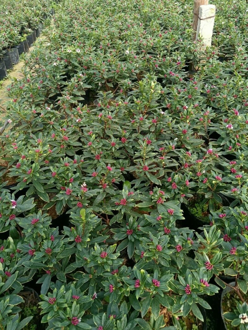 金边瑞香盆栽瑞香带花苞香味浓发货耐寒花卉捡漏价