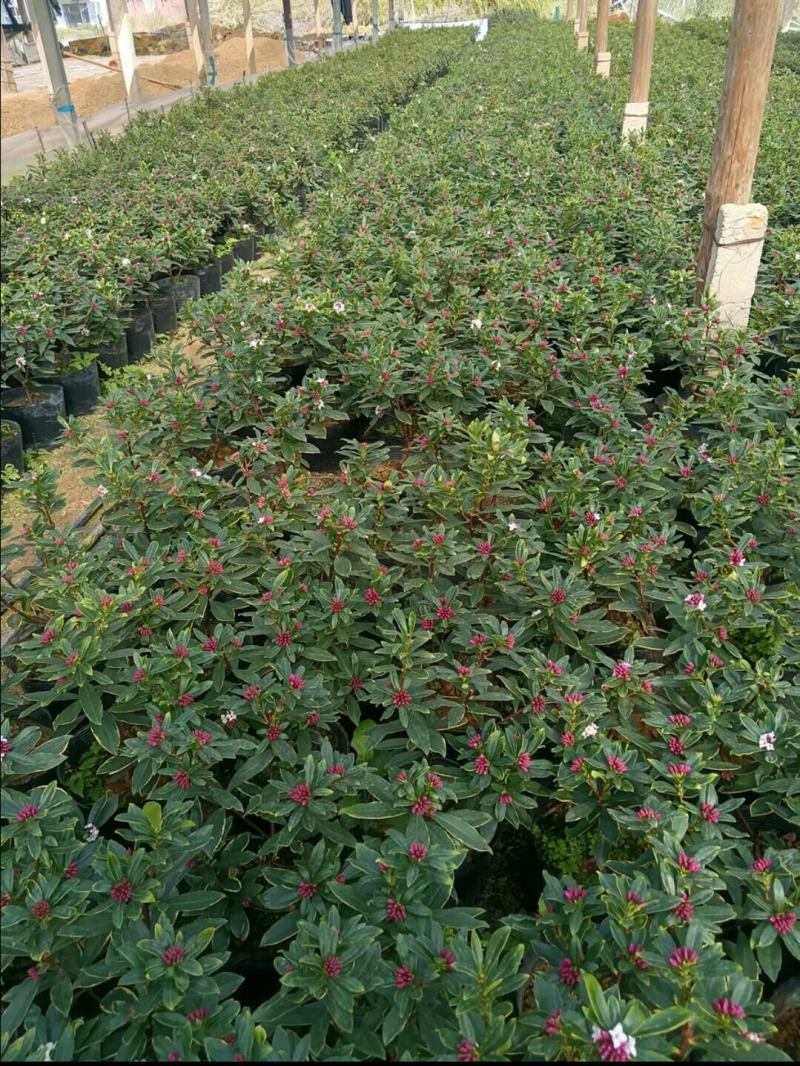 金边瑞香盆栽瑞香带花苞香味浓发货耐寒花卉捡漏价