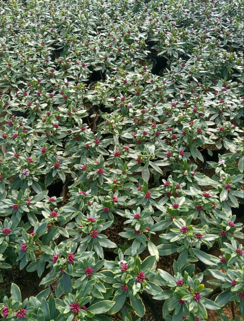 金边瑞香盆栽瑞香带花苞香味浓发货耐寒花卉捡漏价