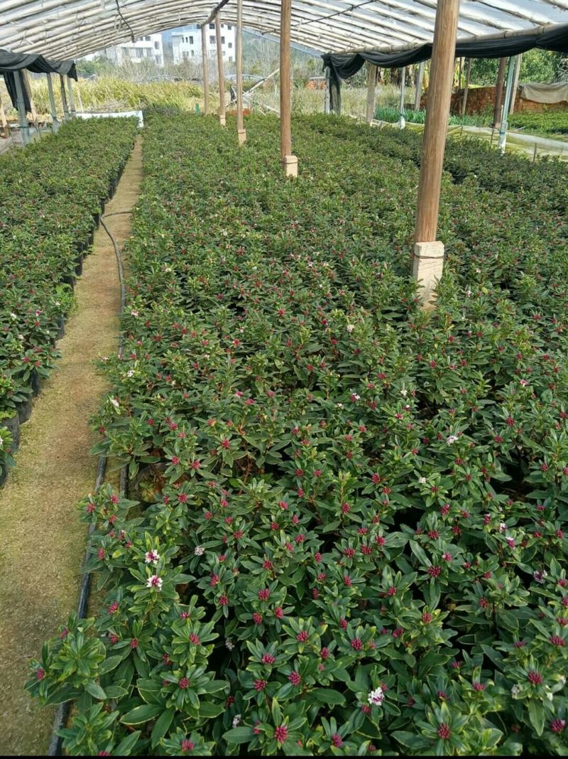金边瑞香盆栽瑞香带花苞香味浓发货耐寒花卉捡漏价