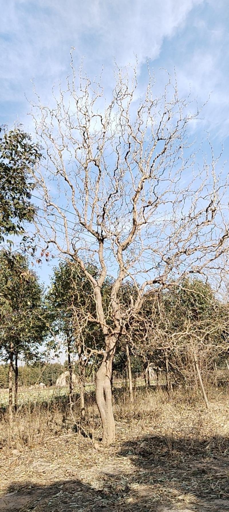 桑树，果桑
