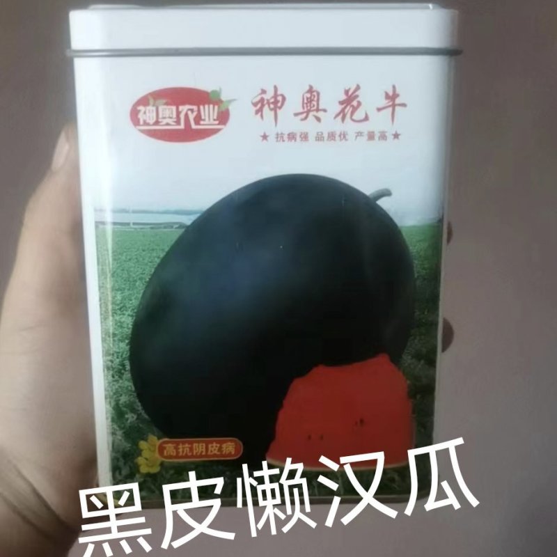 神奥花牛黑皮西瓜种子中晚熟薄皮大果不空心抗病能力强