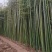 常年供应风景竹刚竹，规格1.5-2-2.5-3-4-5