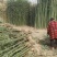 常年供应风景竹刚竹，规格1.5-2-2.5-3-4-5