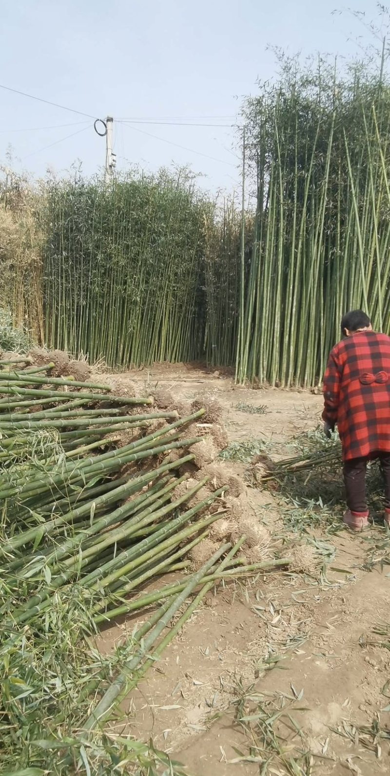 常年供应风景竹刚竹，规格1.5-2-2.5-3-4-5