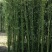常年供应风景竹刚竹，规格1.5-2-2.5-3-4-5