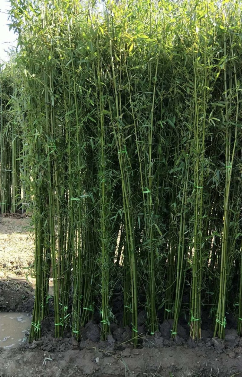 常年供应风景竹刚竹，规格1.5-2-2.5-3-4-5