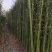 常年供应风景竹刚竹，规格1.5-2-2.5-3-4-5