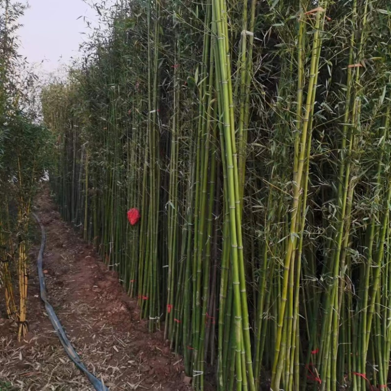 常年供应风景竹刚竹，规格1.5-2-2.5-3-4-5