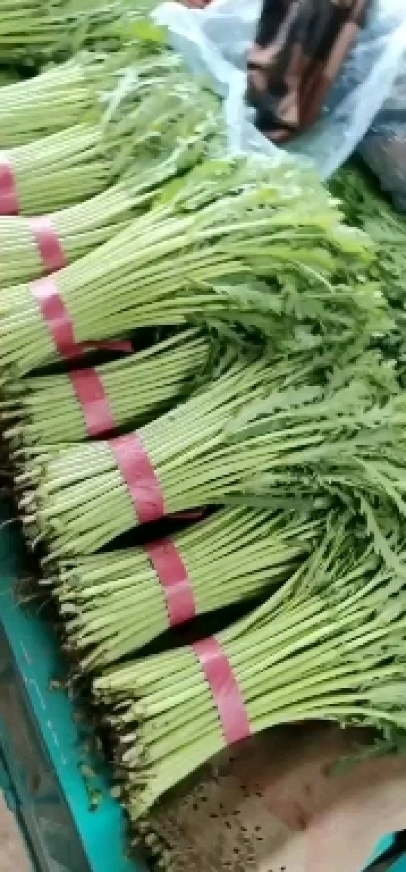 精品茼蒿
