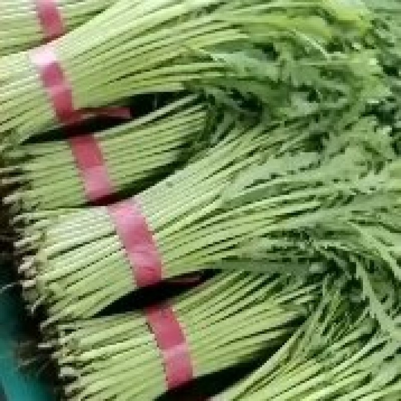 精品茼蒿