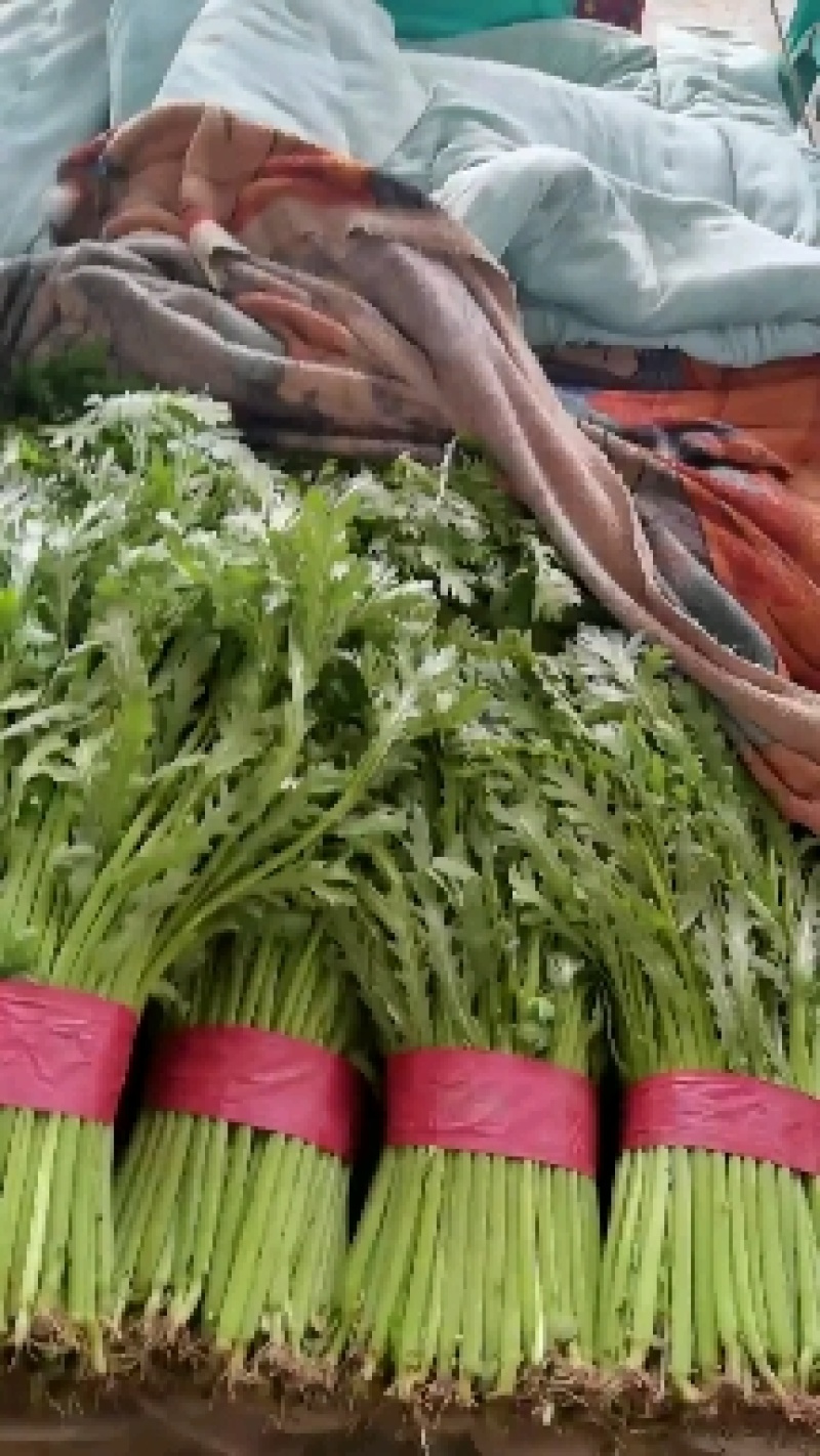 精品茼蒿