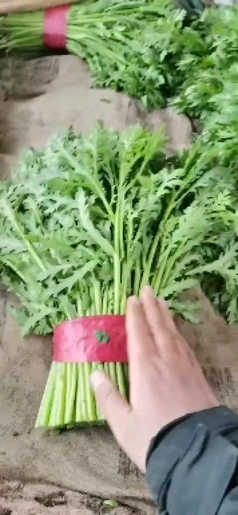 精品茼蒿