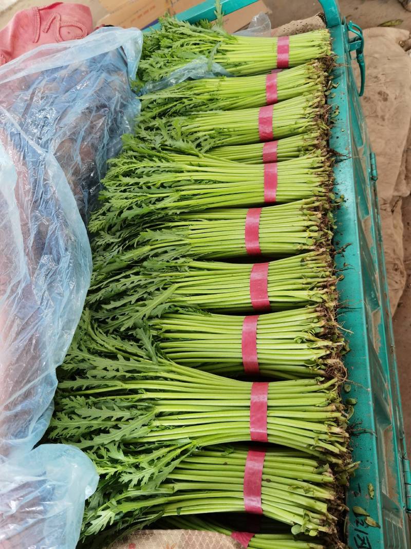 精品茼蒿