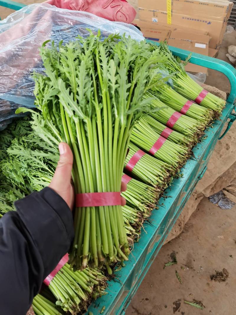 精品茼蒿