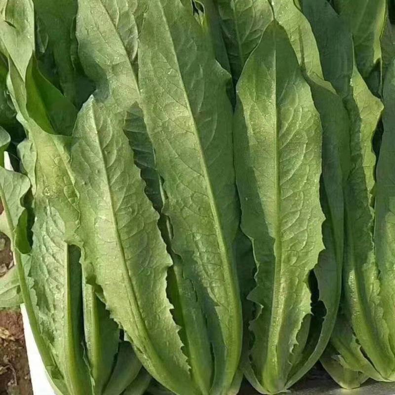 精品油麦