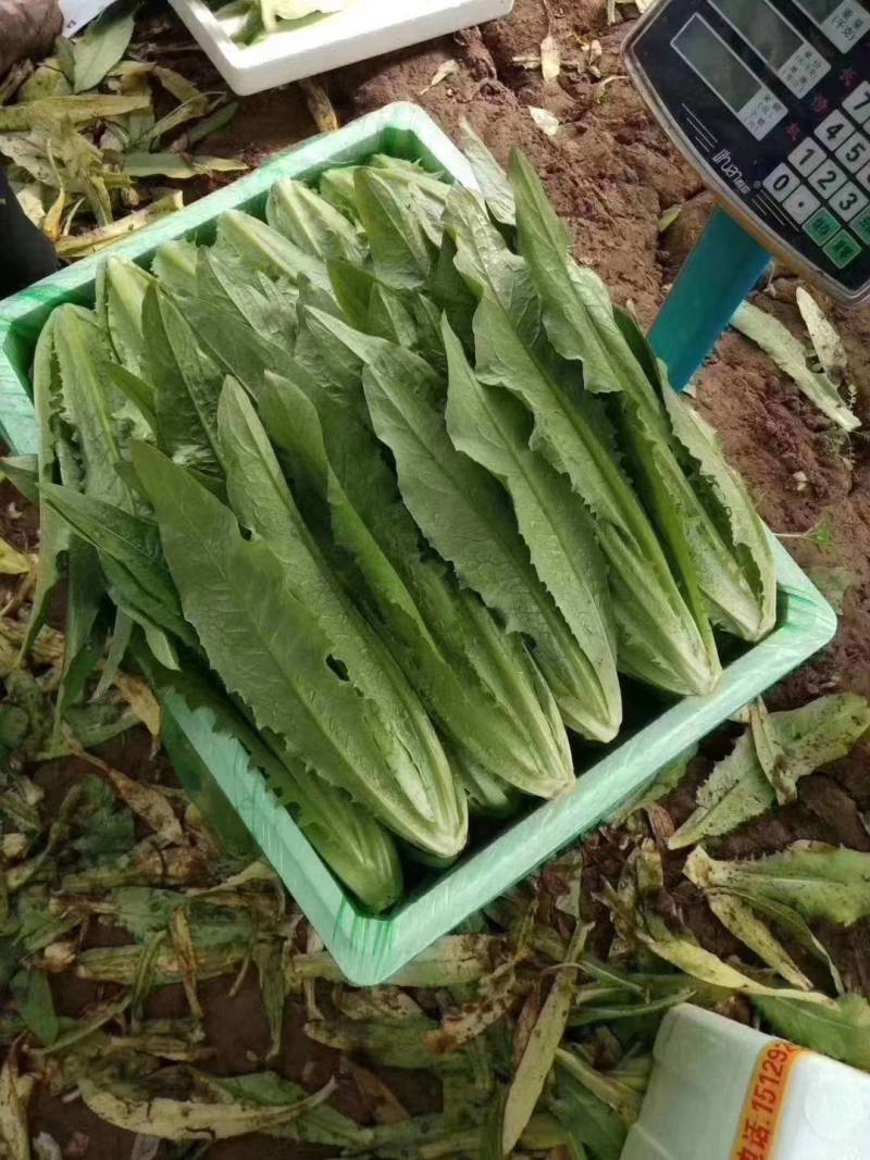 精品油麦