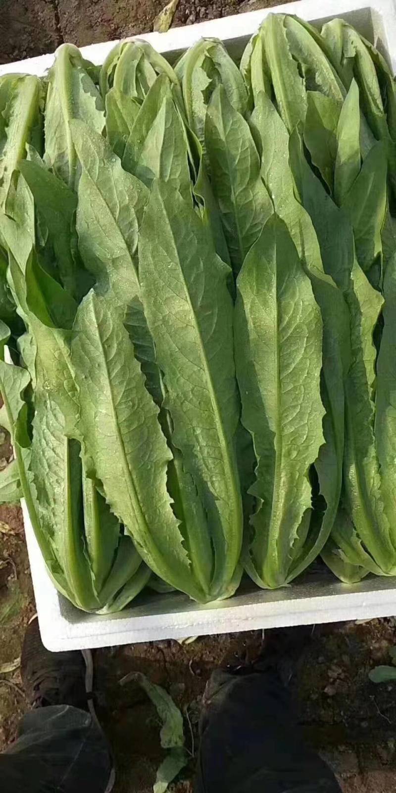 精品油麦
