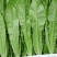 精品油麦