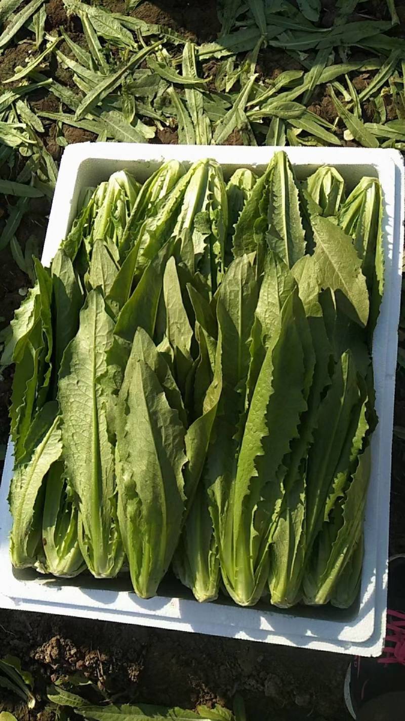精品油麦