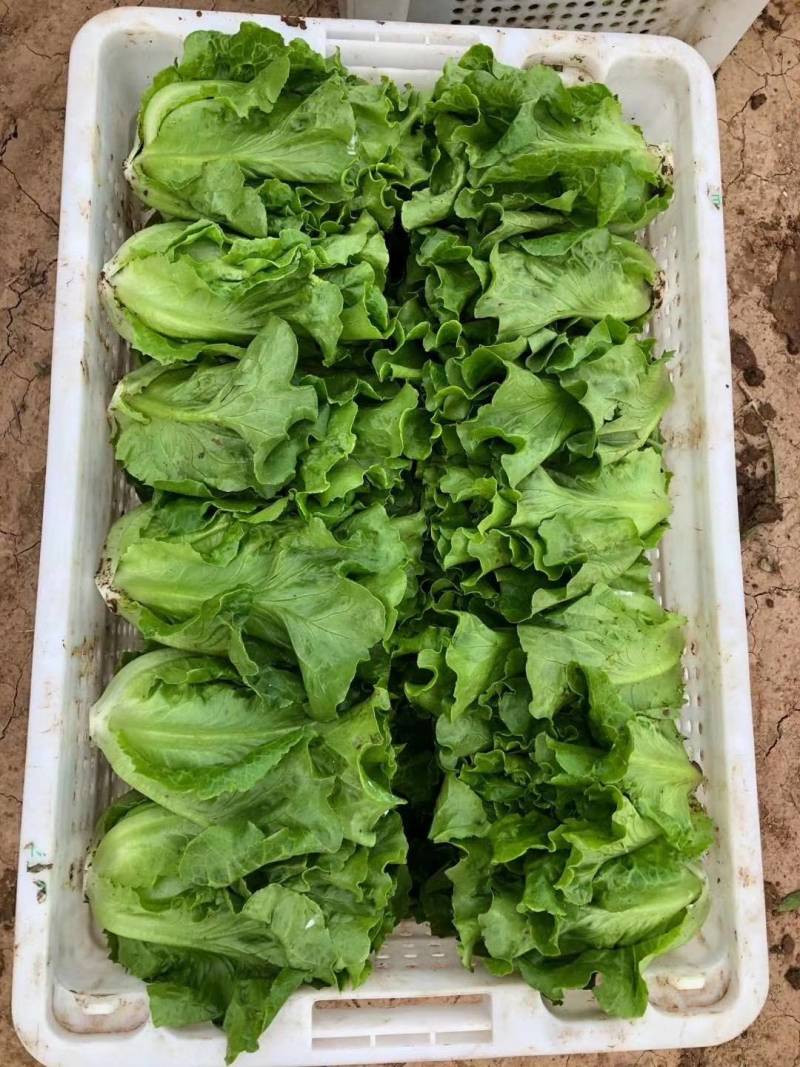 精品油麦