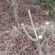 3至6公分嫁接杨梅树杨梅苗切杆