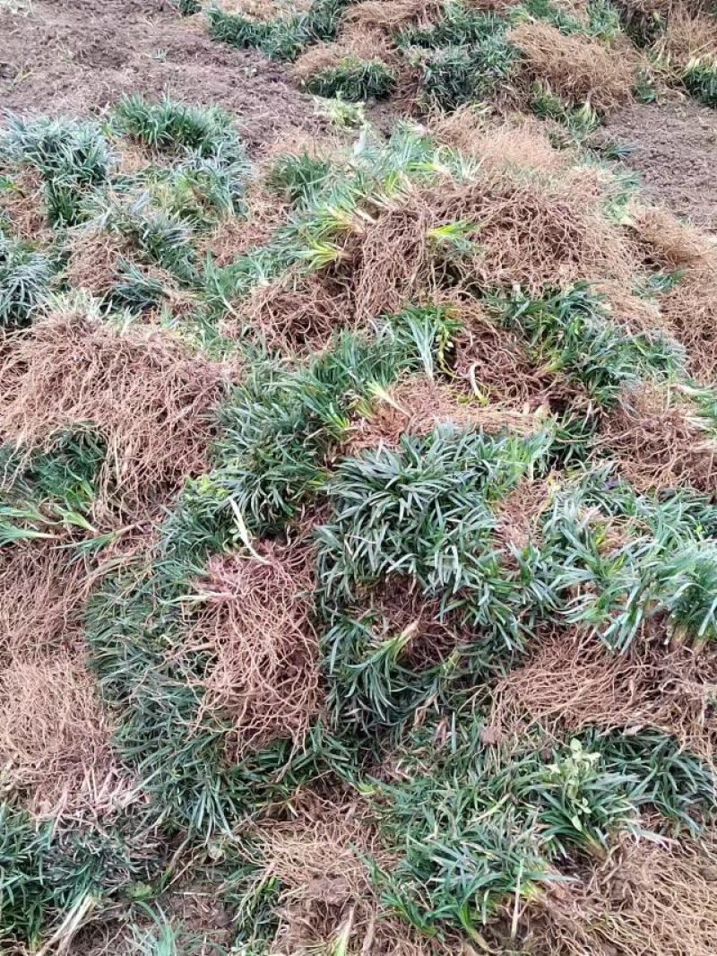水洗无土玉龙草，地被，庭院绿化，自产自销