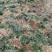 水洗无土玉龙草，地被，庭院绿化，自产自销