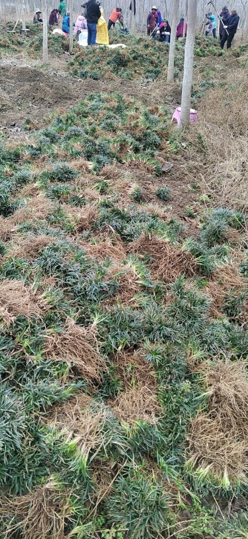 水洗无土玉龙草，地被，庭院绿化，自产自销