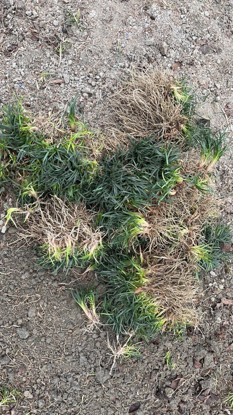 水洗无土玉龙草，地被，庭院绿化，自产自销