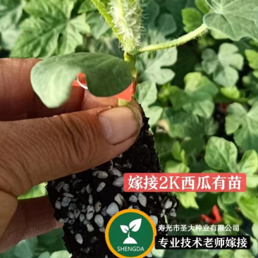 西瓜苗吊曼小西瓜苗嫁接西瓜苗
