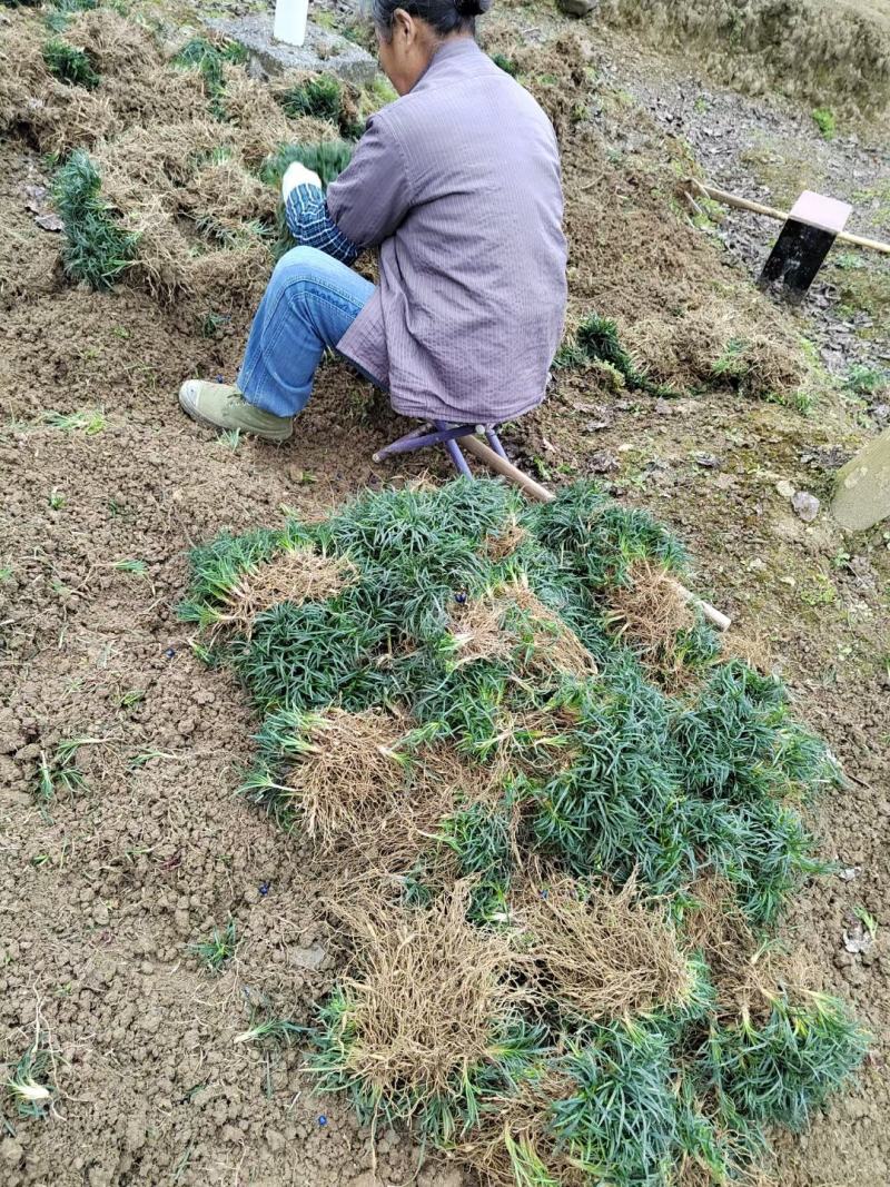 无土玉龙草，日本矮麦冬。承诺含土量低于百分之十