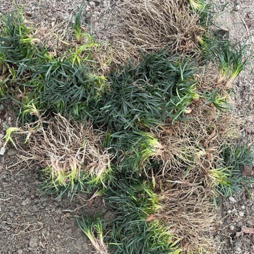 无土玉龙草，日本矮麦冬。承诺含土量低于百分之十