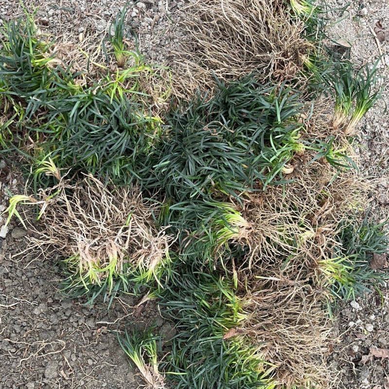 无土玉龙草，日本矮麦冬。承诺含土量低于百分之十