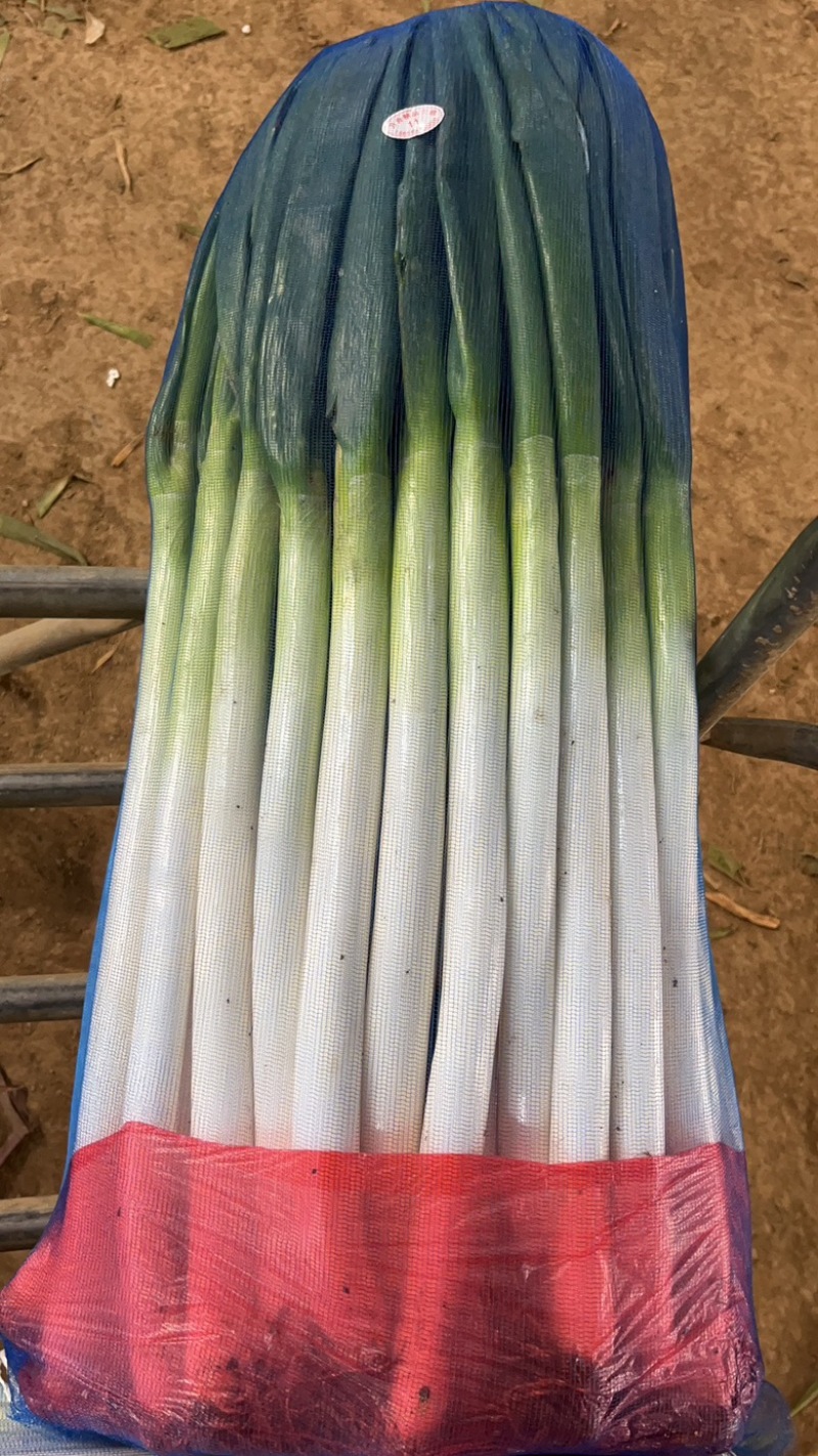 精品粗高净葱，里外一样，无细葱，无断葱，对接全国市场