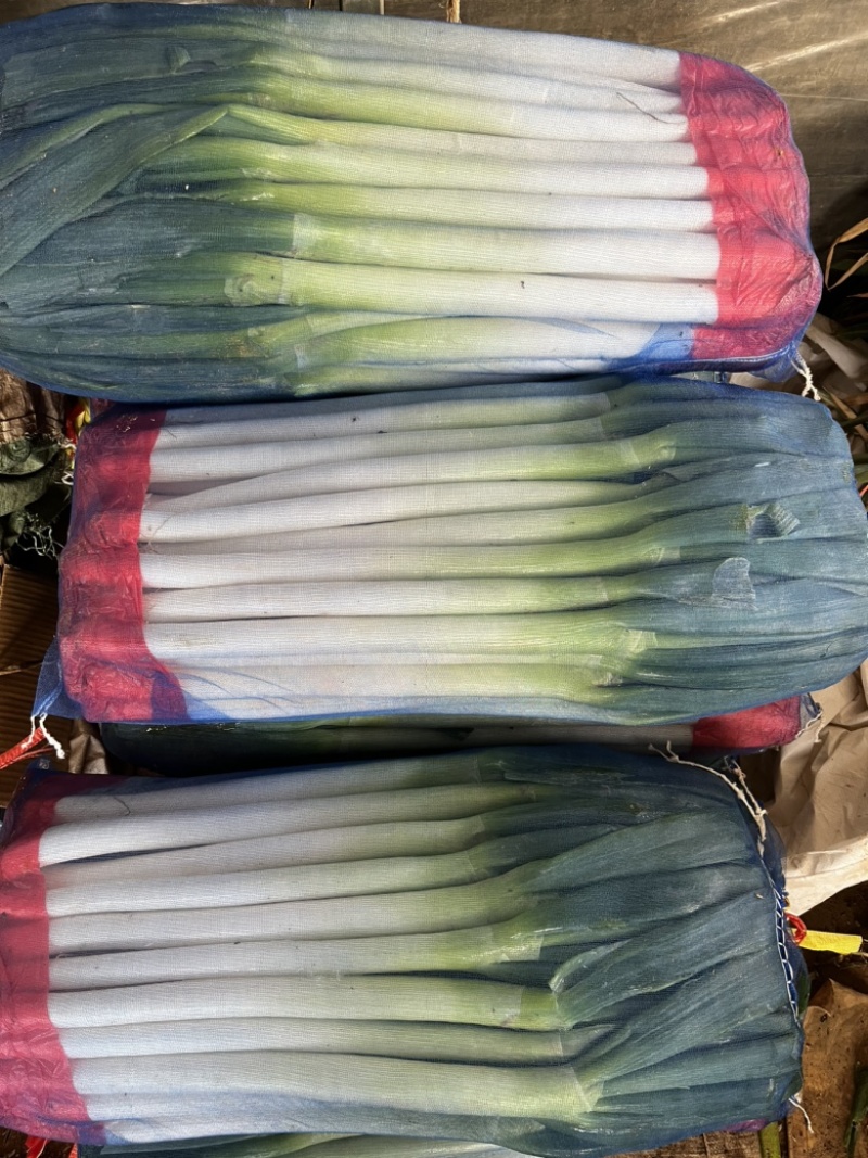 精品粗高净葱，里外一样，无细葱，无断葱，对接全国市场